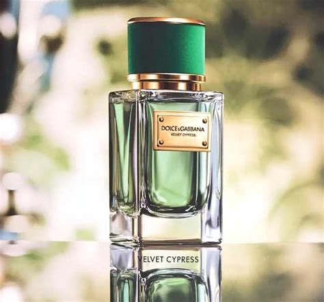 Velvet Cypress Dolce&Gabbana for women and men 